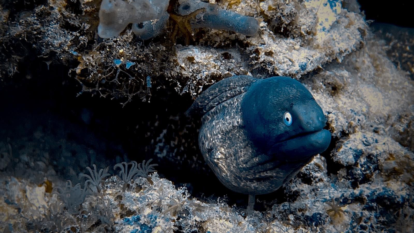 Le VVP aux Philippines : plongée dans un paradis sous-marin.